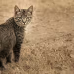Domestic Cats and Humanity: Our Stories Intertwined
