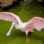 Roseate Spoonbills: Not Just Your Average Flamingo