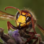 Hornets: The Powerful Predators of the Insect World