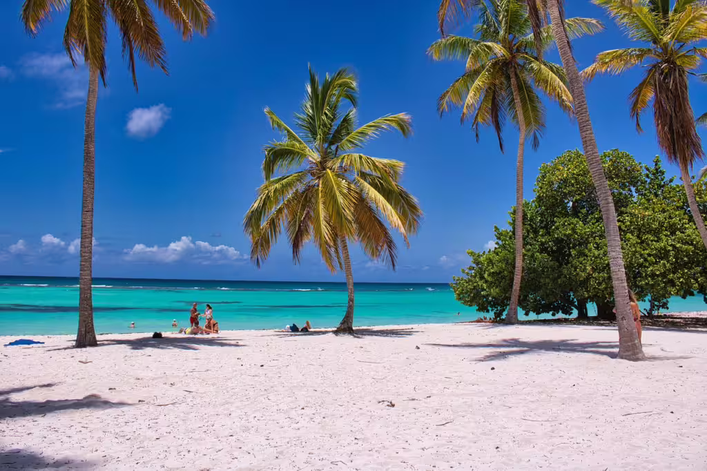 Palm Trees: Natural Icons of the Tropics
