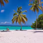 Palm Trees: Natural Icons of the Tropics