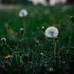 Dandelions and the Hidden World of Everyday Weeds