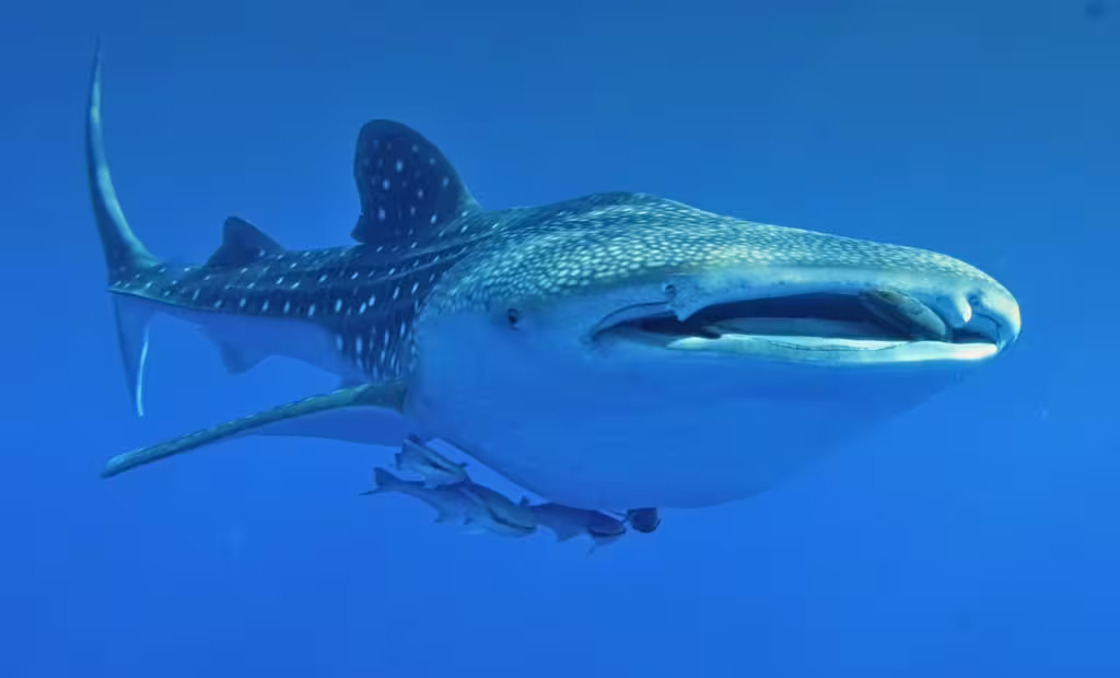 Whale Sharks: Gentle Giants of the Ocean