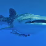 Whale Sharks: Gentle Giants of the Ocean