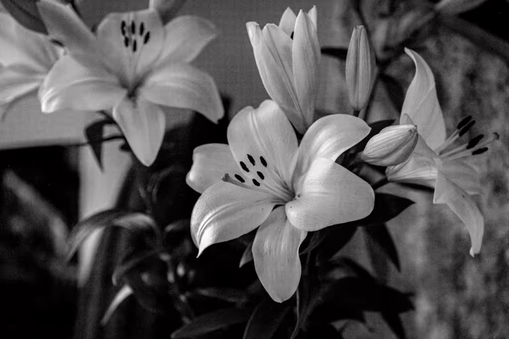 Lilies: Elegant Flowers That Captivated the World