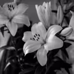 Lilies: Elegant Flowers That Captivated the World