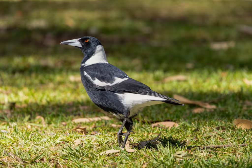 Magpies: Our Intelligent and Misunderstood Bird Neighbors