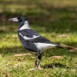 Magpies: Our Intelligent and Misunderstood Bird Neighbors