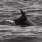Porpoises vs. Dolphins: Understanding the Ocean’s Overlooked Marine Mammals