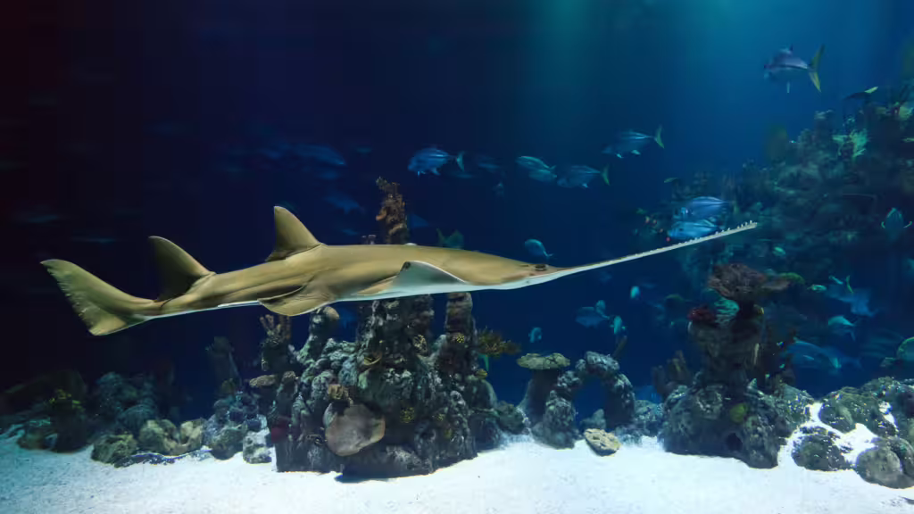 Sawfish: The Ocean’s Living Saws