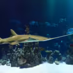 Sawfish: The Ocean’s Living Saws