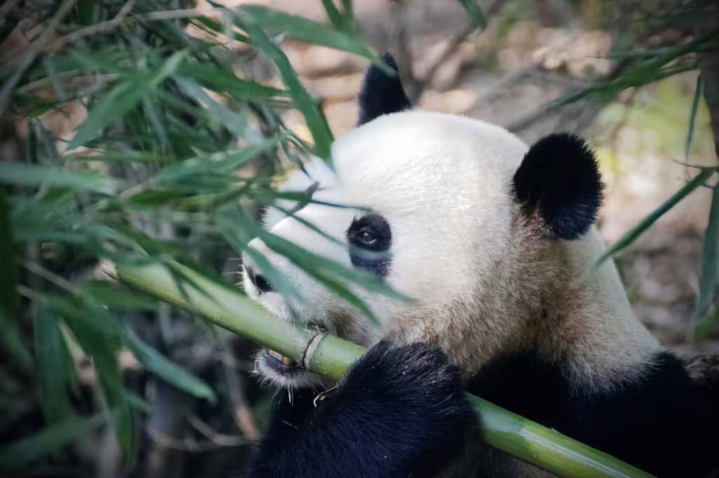 Panda Bears: The Gentle Giants of China’s Bamboo Forests