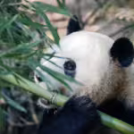 Panda Bears: The Gentle Giants of China’s Bamboo Forests