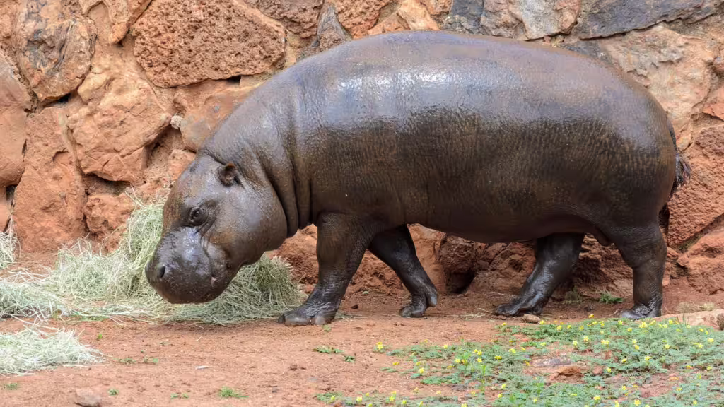 Pygmy Animals: Tiny Relatives of Nature’s Giants