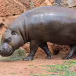 Pygmy Animals: Tiny Relatives of Nature’s Giants