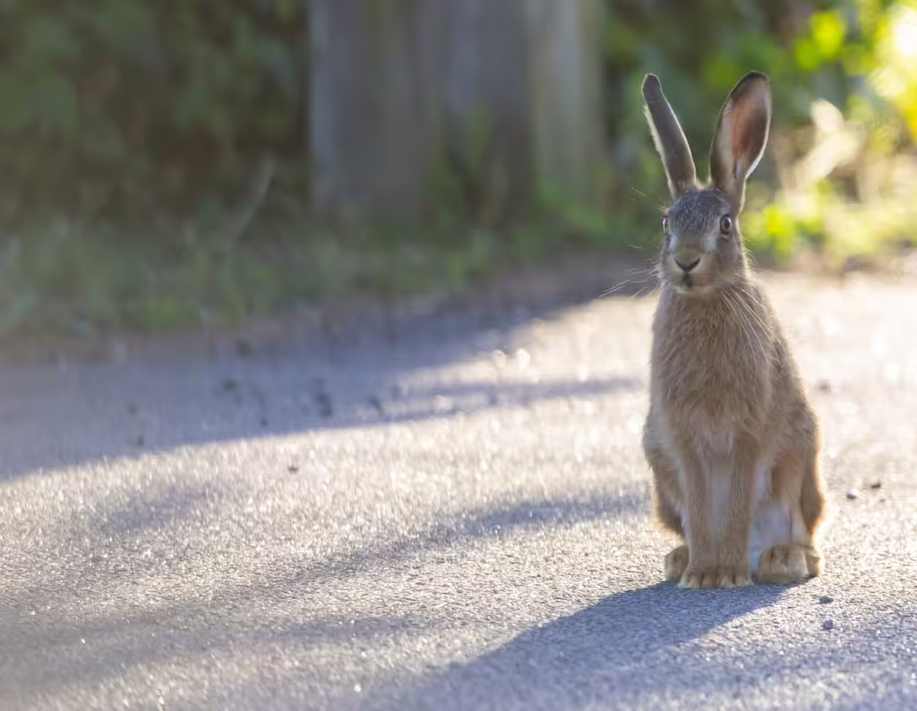 Hares and Their Place in Ecosystems