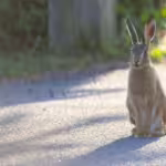 Hares and Their Place in Ecosystems