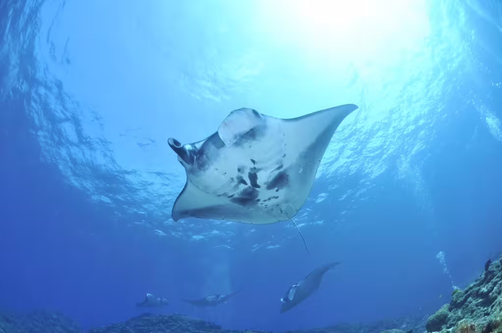 Manta Rays: Graceful Giants of the Sea