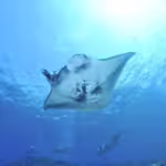 Manta Rays: Graceful Giants of the Sea