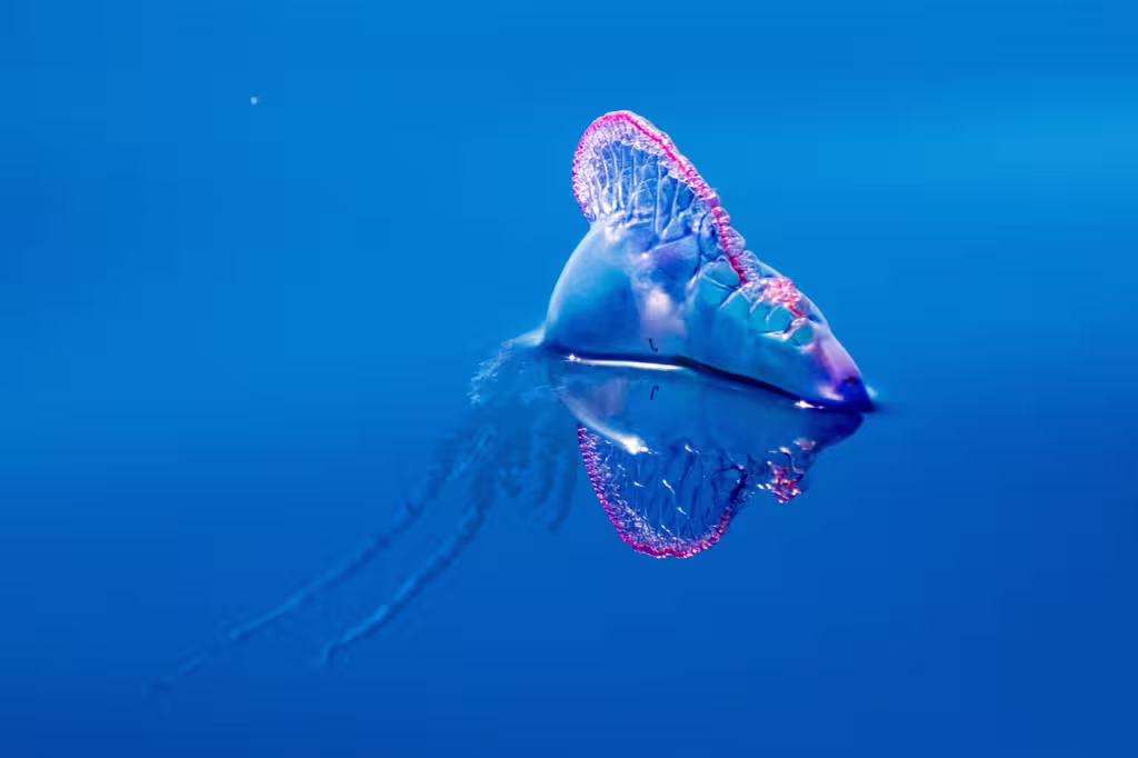 The Portuguese Man o’ War and Other Poisonous Ocean Dwellers