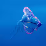 The Portuguese Man o’ War and Other Poisonous Ocean Dwellers